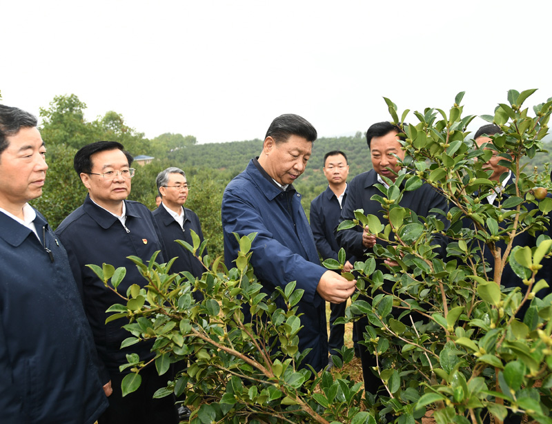 　　9月16日至18日，中共中央總書記、國家主席、中央軍委主席習(xí)近平在河南考察。這是17日上午，習(xí)近平來到信陽市光山縣槐店鄉(xiāng)司馬光油茶園，實(shí)地察看油茶樹種植和掛果情況。新華社記者 謝環(huán)馳 攝
